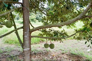 Durian Orchard Rembau, Negeri Sembilan for Sale