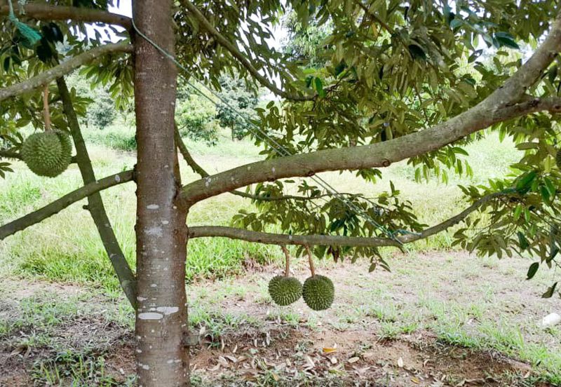 Durian Orchard Rembau, Negeri Sembilan for Sale