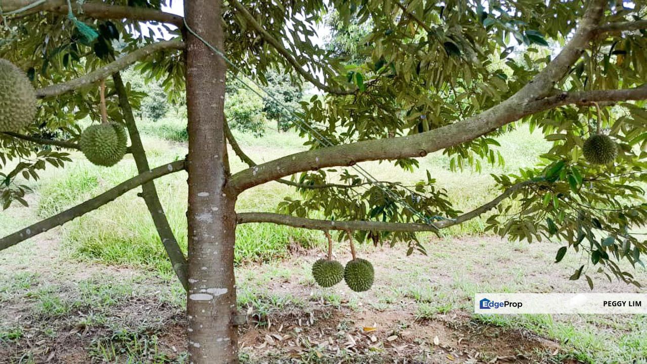 Durian Orchard Rembau, Negeri Sembilan for Sale, Negeri Sembilan, Rembau