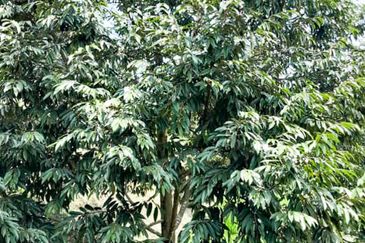 Durian Orchard Rembau, Negeri Sembilan for Sale