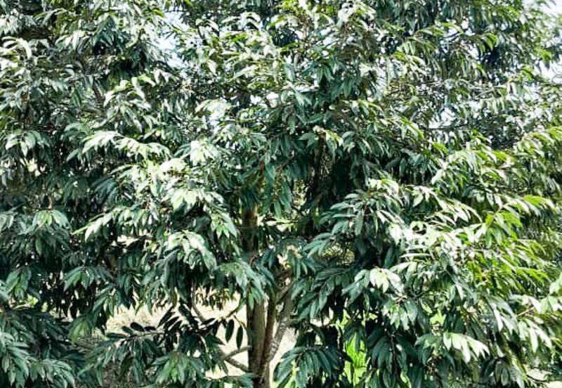 Durian Orchard Rembau, Negeri Sembilan for Sale