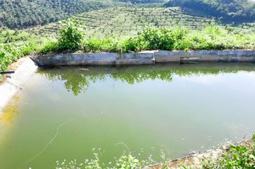 Durian Orchard Rembau, Negeri Sembilan for Sale