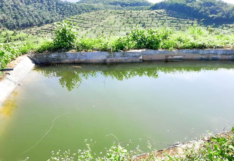 Durian Orchard Rembau, Negeri Sembilan for Sale