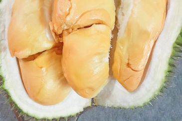 Durian Orchard Rembau, Negeri Sembilan for Sale