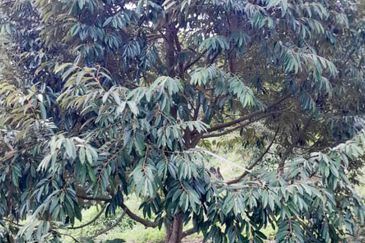 Durian Orchard Rembau, Negeri Sembilan for Sale