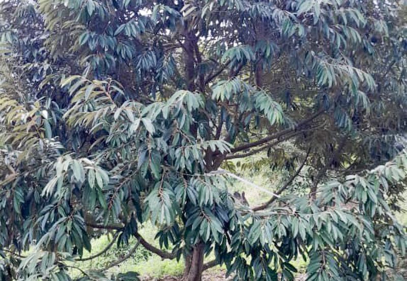 Durian Orchard Rembau, Negeri Sembilan for Sale