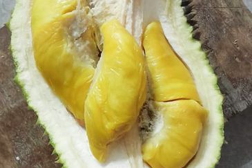 Durian Orchard Rembau, Negeri Sembilan for Sale