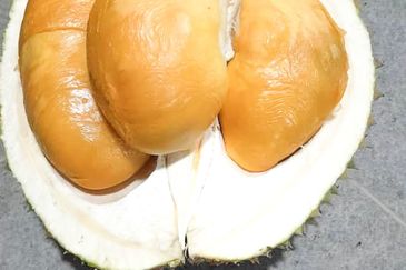 Durian Orchard Rembau, Negeri Sembilan for Sale