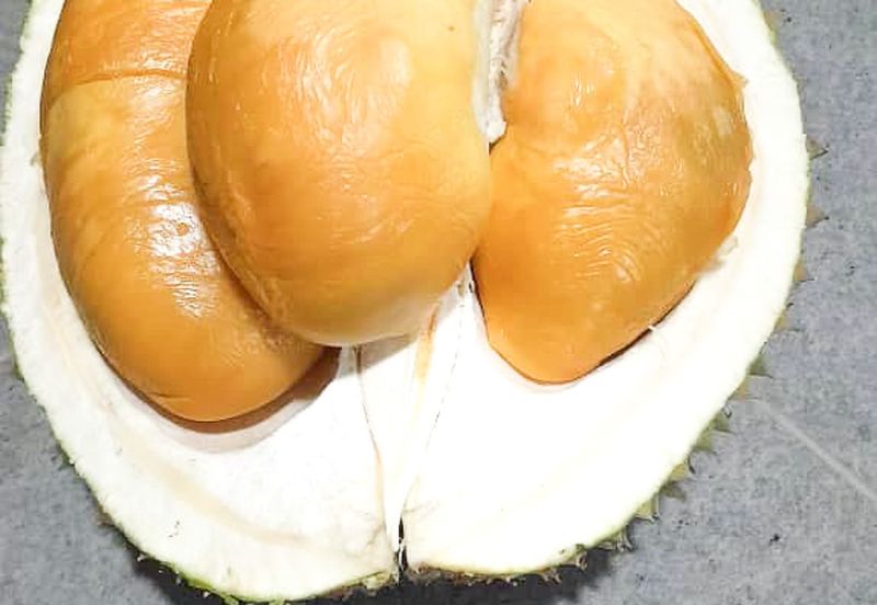 Durian Orchard Rembau, Negeri Sembilan for Sale