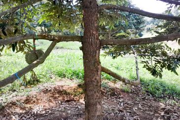 Durian Orchard Rembau, Negeri Sembilan for Sale