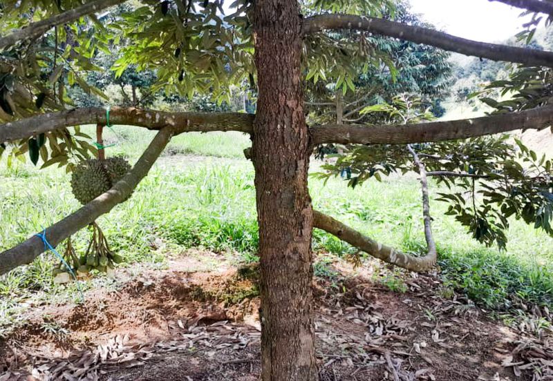 Durian Orchard Rembau, Negeri Sembilan for Sale