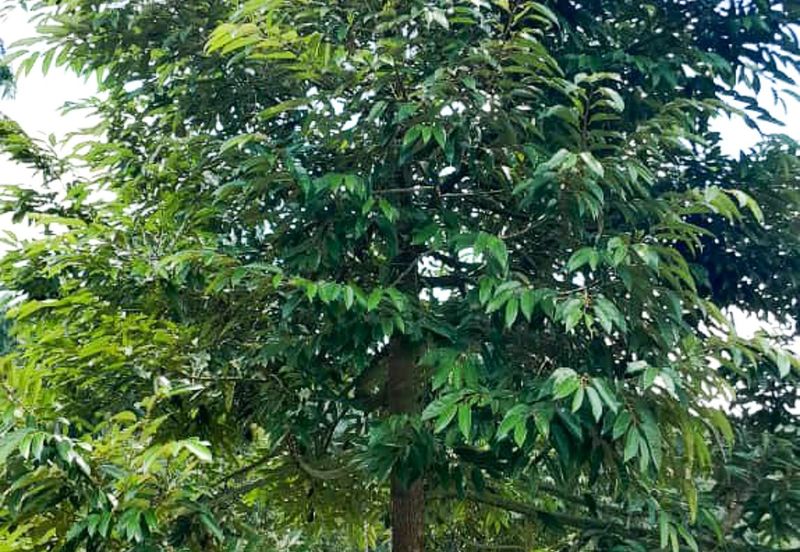 Durian Orchard Rembau, Negeri Sembilan for Sale