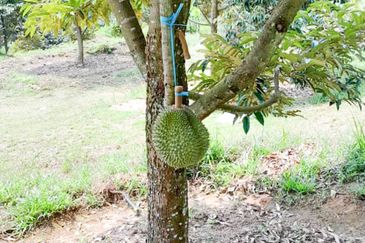 Durian Orchard Rembau, Negeri Sembilan for Sale