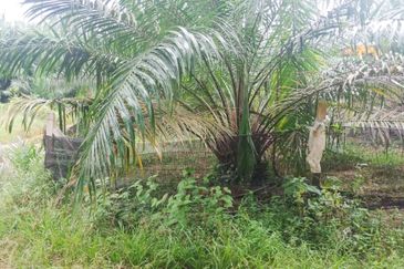 Oil Palm Land Tangkak, Johor - for Sale