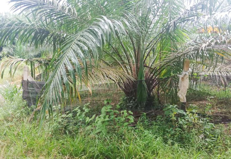 Oil Palm Land Tangkak, Johor - for Sale