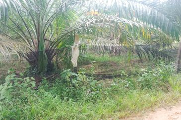 Oil Palm Land Tangkak, Johor - for Sale