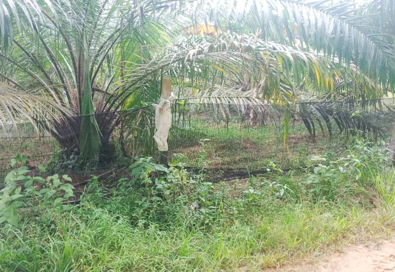 Oil Palm Land Tangkak, Johor - for Sale