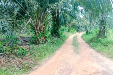 Oil Palm Land Tangkak, Johor - for Sale