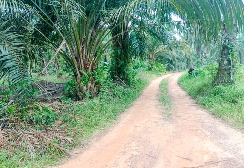Oil Palm Land Tangkak, Johor - for Sale