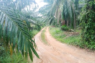 Oil Palm Land Tangkak, Johor - for Sale