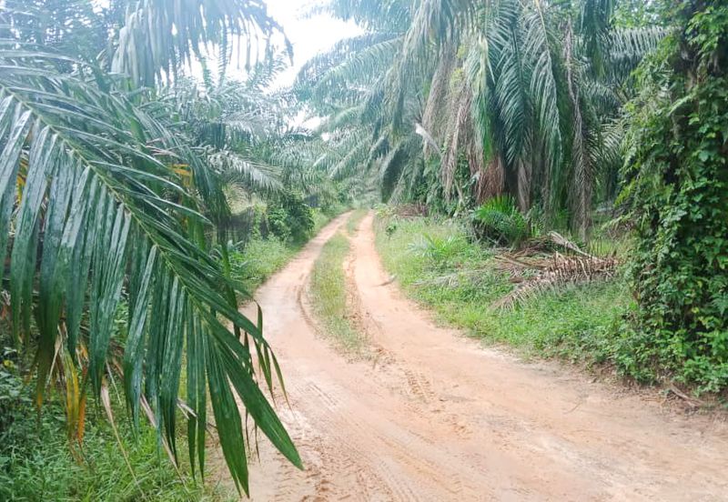 Oil Palm Land Tangkak, Johor - for Sale