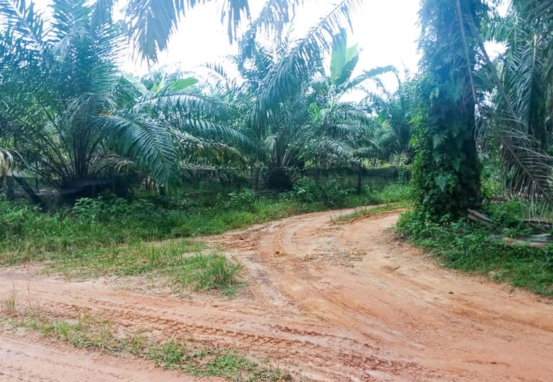 Oil Palm Land Tangkak, Johor - for Sale