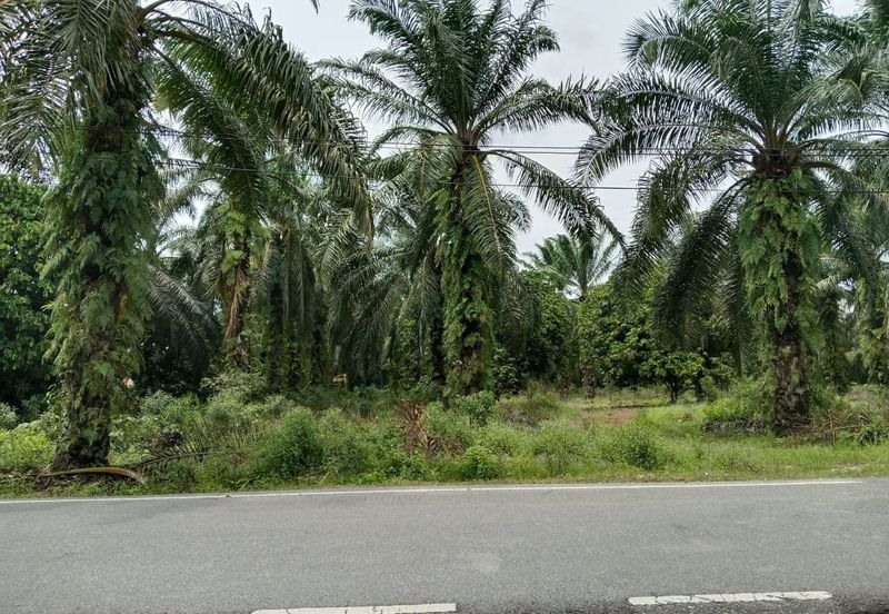 Agricultural Land for Sale - Kampung Sungai Alai, Johor