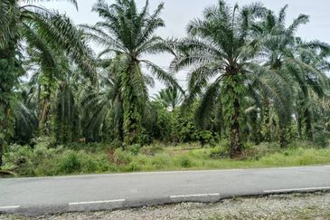 Agricultural Land for Sale - Kampung Sungai Alai, Johor