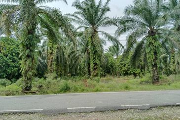 Agricultural Land for Sale - Kampung Sungai Alai, Johor