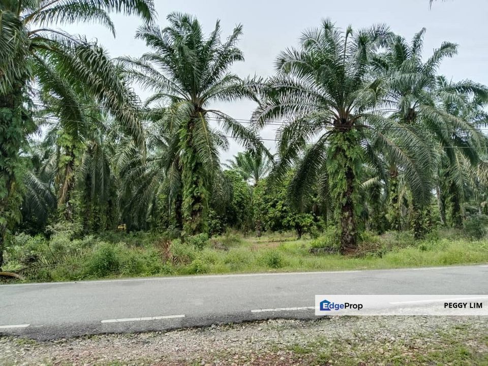 Agricultural Land for Sale - Kampung Sungai Alai, Johor, Johor, Muar