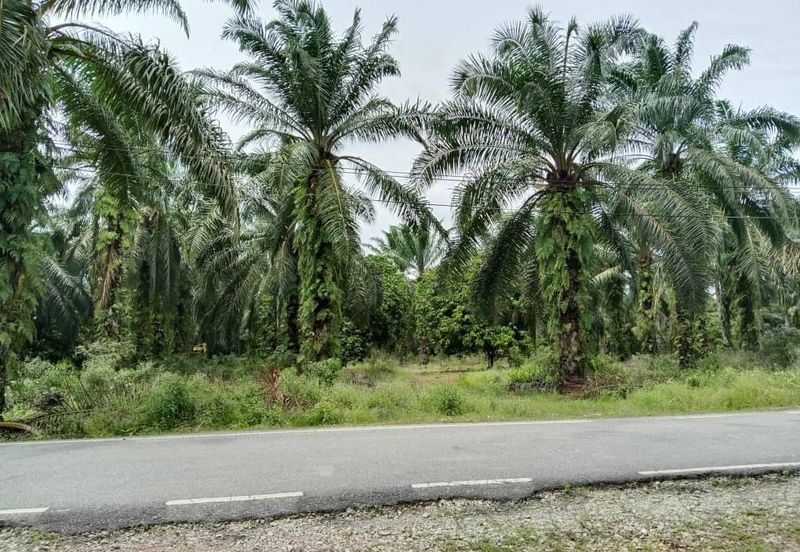 Agricultural Land for Sale - Kampung Sungai Alai, Johor