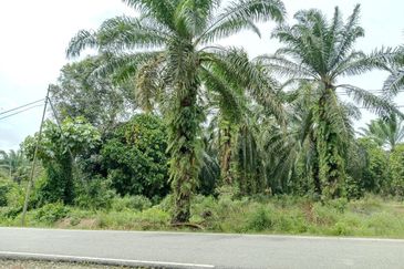 Agricultural Land for Sale - Kampung Sungai Alai, Johor
