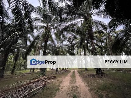Oil Palm Land Terung, Perak for Sale, Perak, Trong
