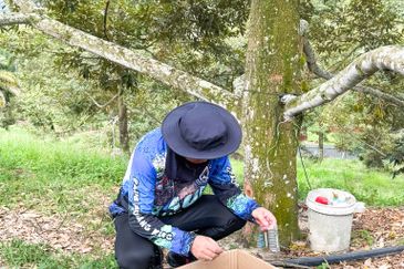 Durian Orchard for Sale @ Junjong, Kedah