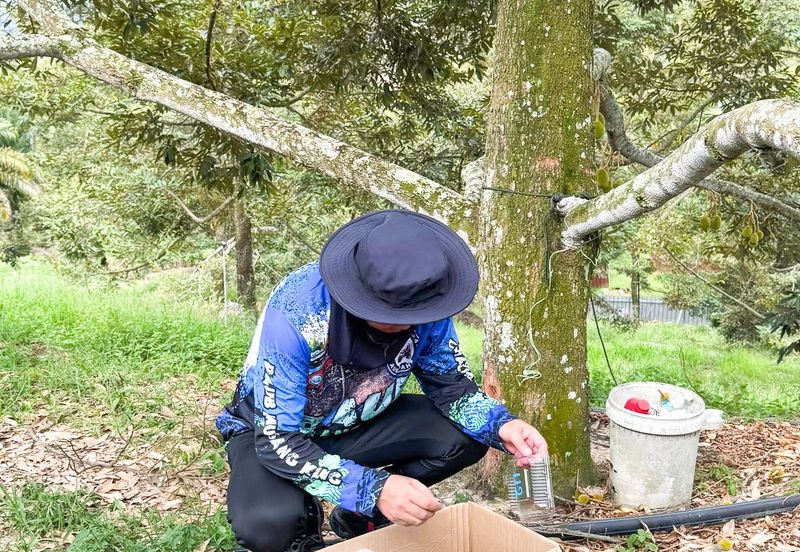 Durian Orchard for Sale @ Junjong, Kedah