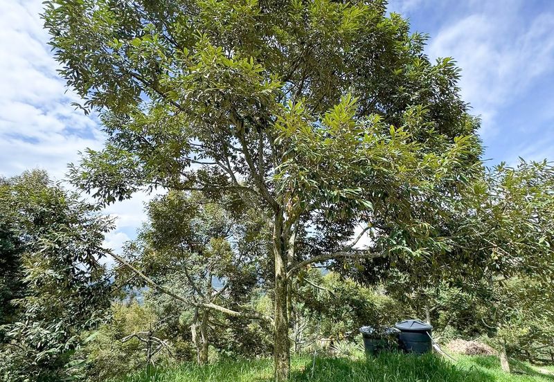 Durian Orchard for Sale @ Junjong, Kedah