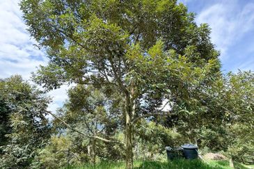 Durian Orchard for Sale @ Junjong, Kedah