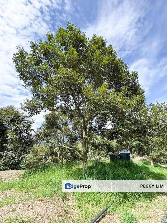 Durian Orchard for Sale @ Junjong, Kedah, Kedah, Kulim