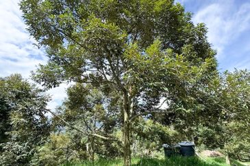 Durian Orchard for Sale @ Junjong, Kedah