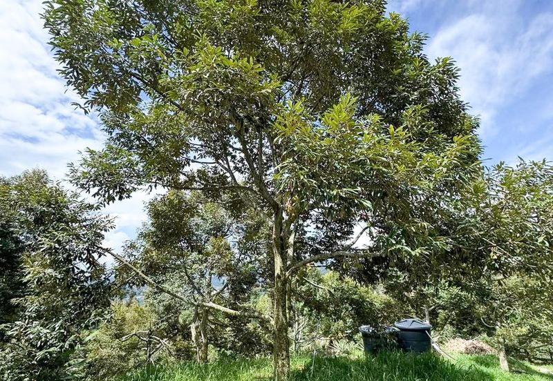 Durian Orchard for Sale @ Junjong, Kedah