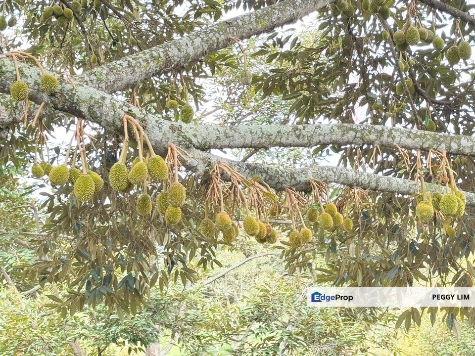 Durian Orchard for Sale @ Junjong, Kedah, Kedah, Kulim