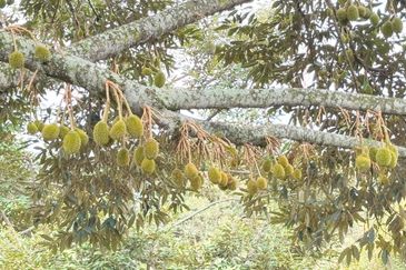 Durian Orchard for Sale @ Junjong, Kedah