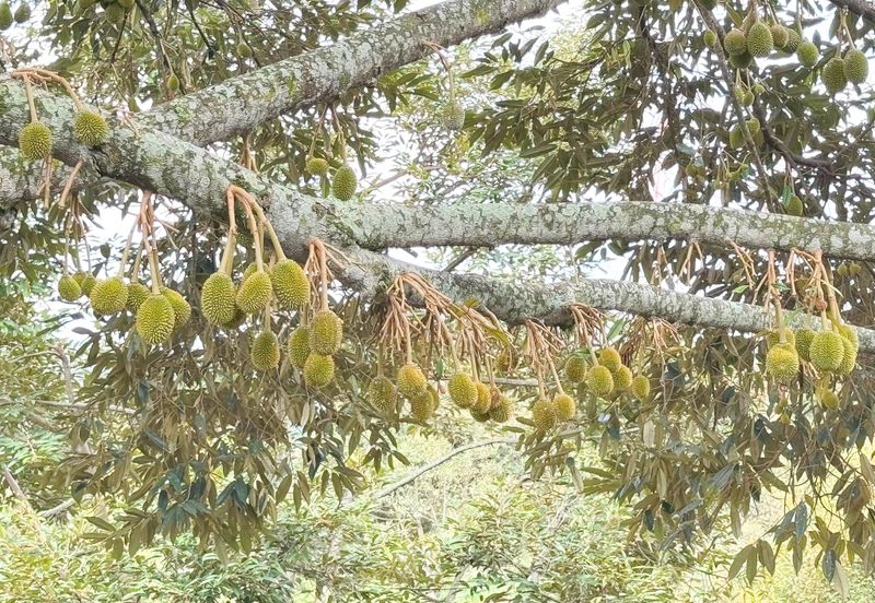 Durian Orchard for Sale @ Junjong, Kedah