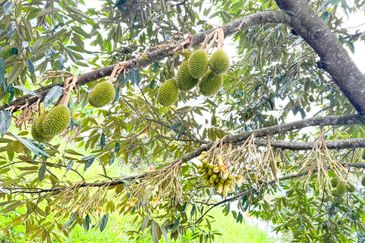 Durian Orchard for Sale @ Junjong, Kedah