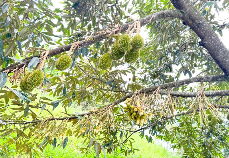 Durian Orchard for Sale @ Junjong, Kedah