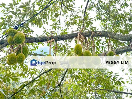 Durian Orchard for Sale @ Junjong, Kedah, Kedah, Kulim