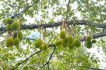 Durian Orchard for Sale @ Junjong, Kedah