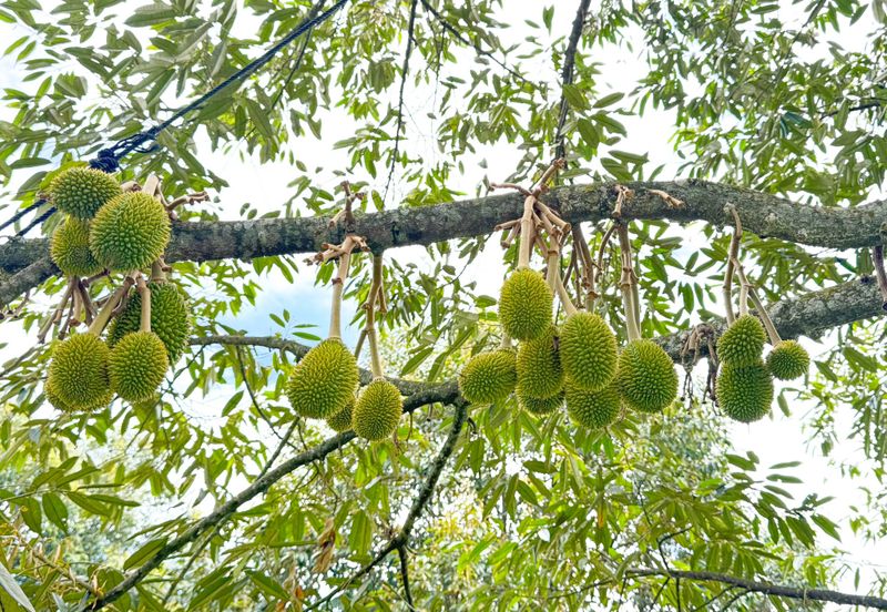 Durian Orchard for Sale @ Junjong, Kedah