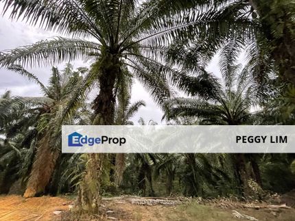Oil Palm Plantation for Sale @ Kuala Langat, Selangor, Selangor, Kuala Langat