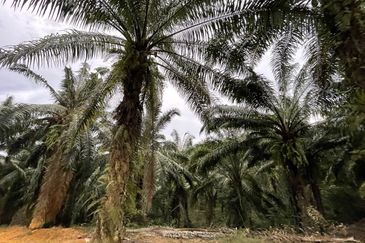 Oil Palm Plantation for Sale @ Kuala Langat, Selangor
